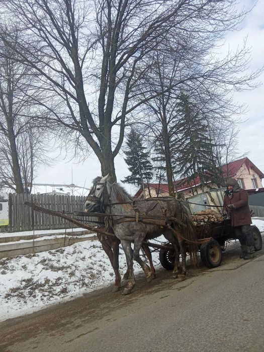 Vind iapă 4 ani gestantă