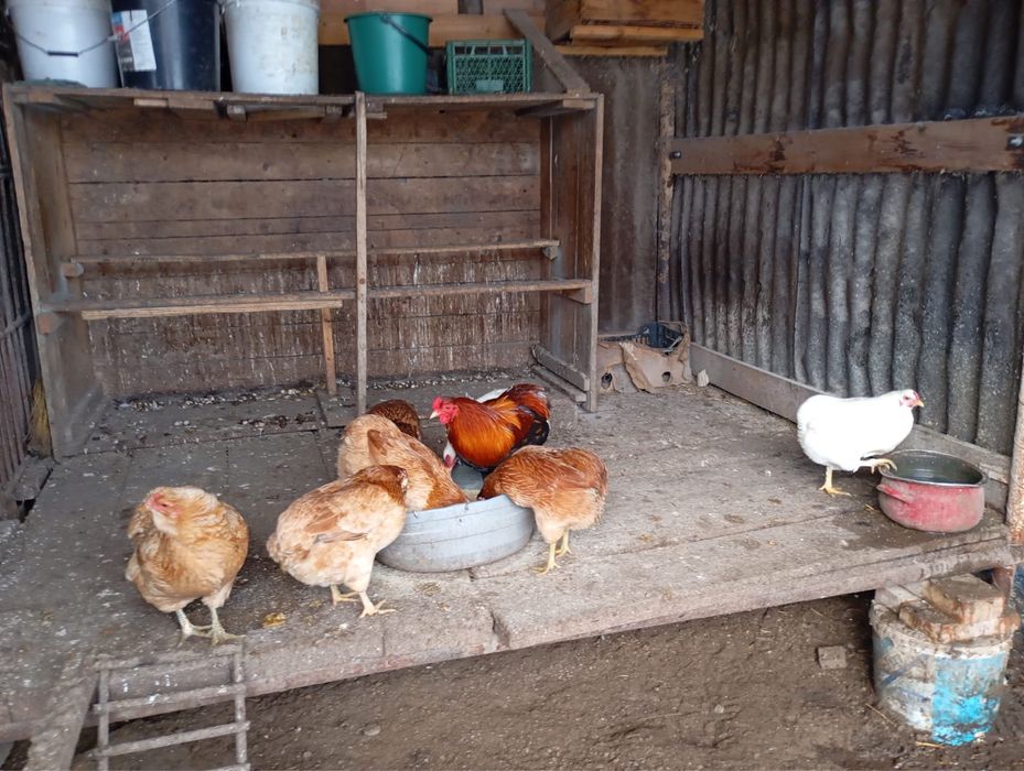 Vand gaini rasa Araucana