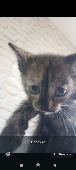 Котята бесплатно