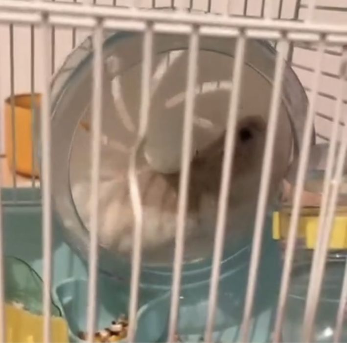 Продается клетка с хомяком + корм