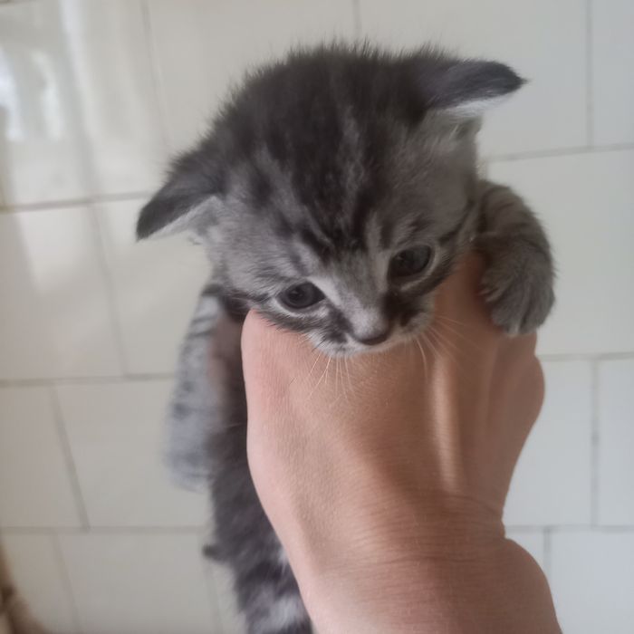 Вислоухие котята 1 мес мальчики