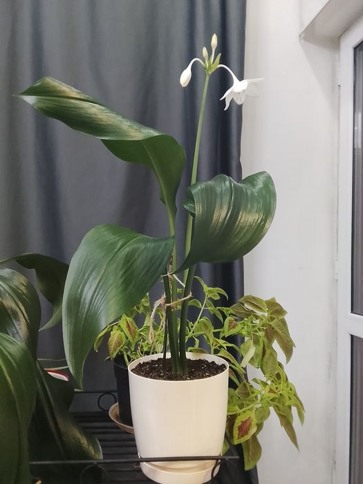 Эухарис ( Амазонская лилия)