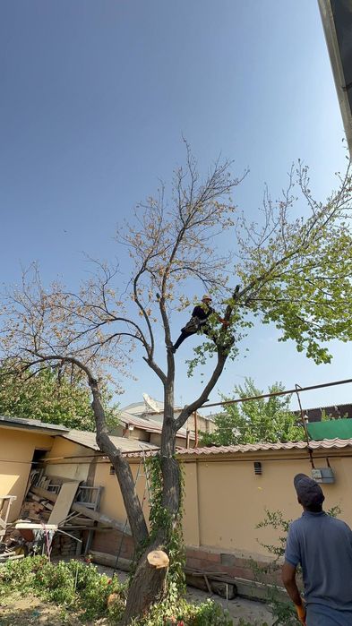 Дарахт кесиш буталаш бензапила хизмати Газон Ланшафт