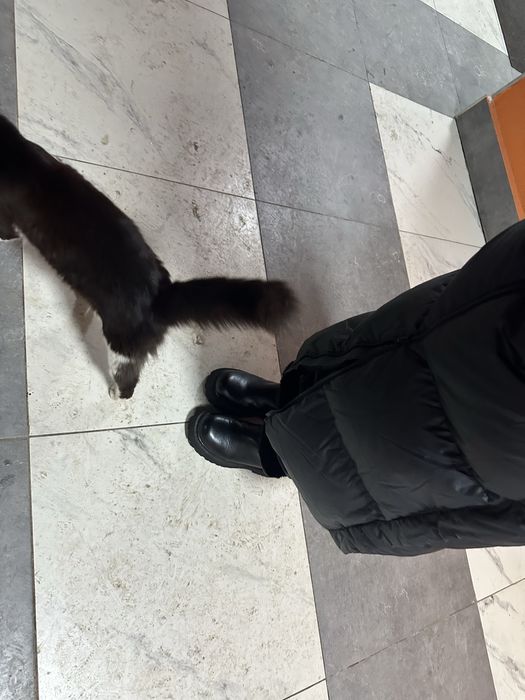 Кошка срочно в добыре руки