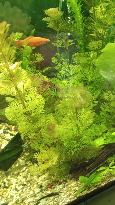 Аквариумные растения .