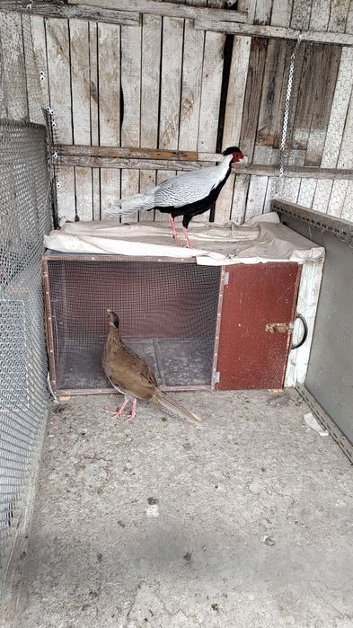 Vând fazani arginti sau schimb cu porumb contra valoarea lor