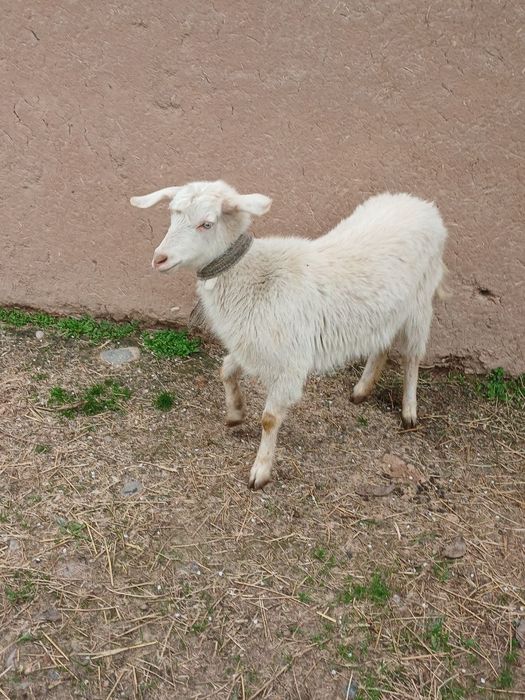 2 ta echki  sotiladi