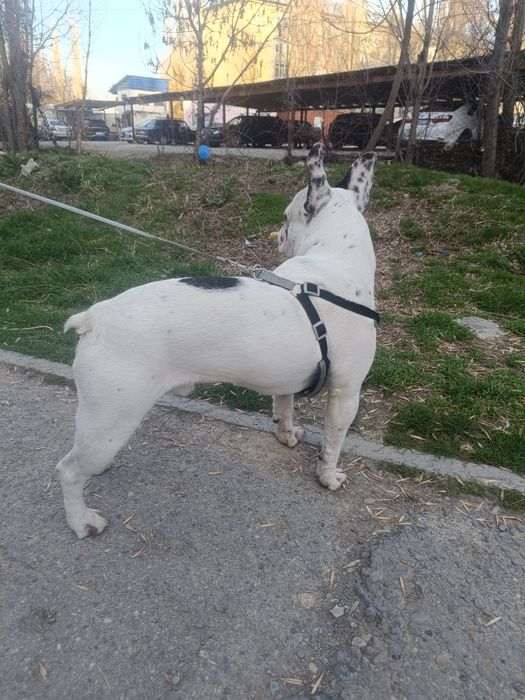 Мальчик, в мае будет год.