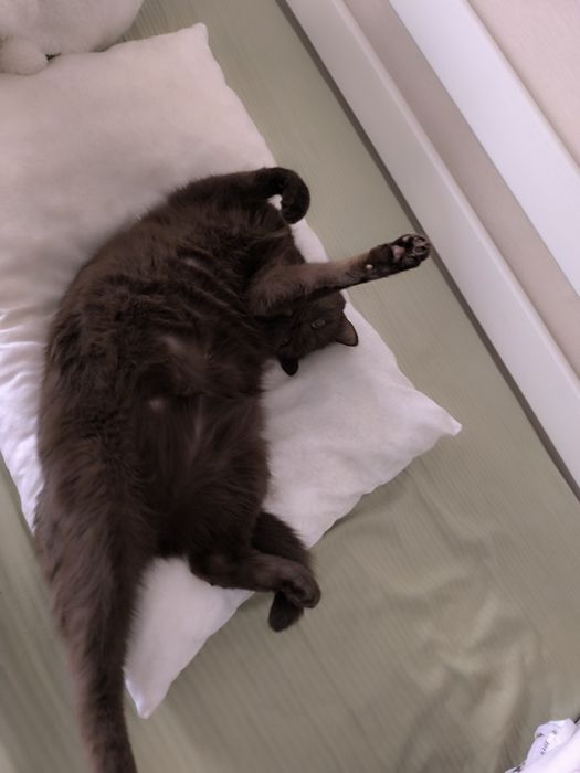 Отдам кота, в хорошие руки.