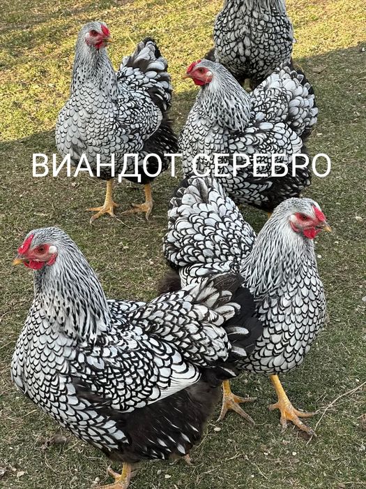 Продам Цыплят. Цены разные..