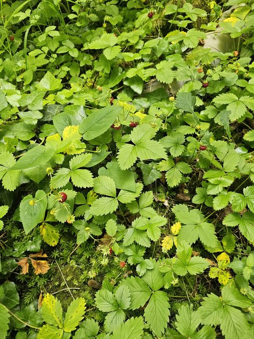 Продава се Къща в с. Руевци, Област Габрово - 80 кв.м за 383 €/кв.м - Снимка #6