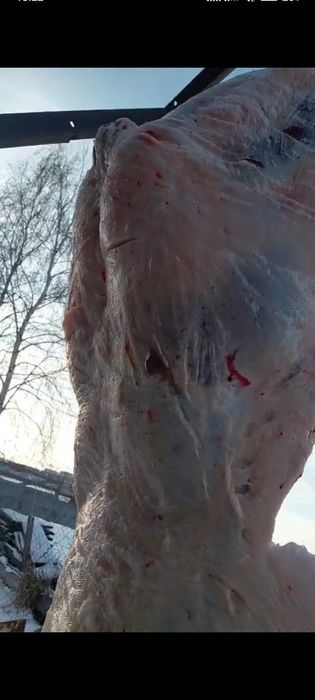 Продам Тайлар Кунандар с откорма