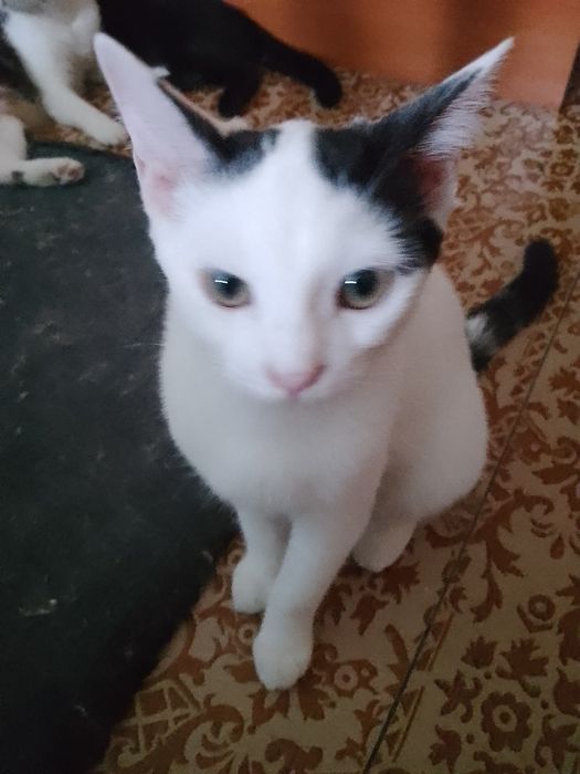 Котята милые, ласковые!