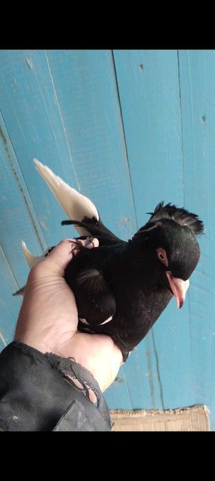 Голуби голуби голуби