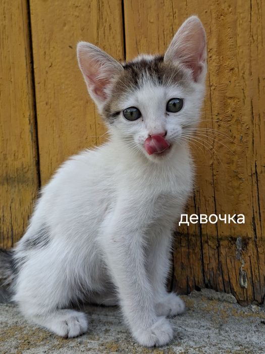 Котята в добрые руки