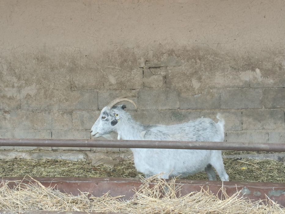 Срочно продам 2 козы с 3 козлятами