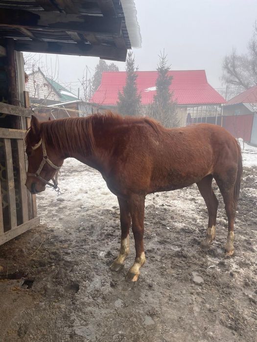 Ат сатылады Құнан, 2,9ай