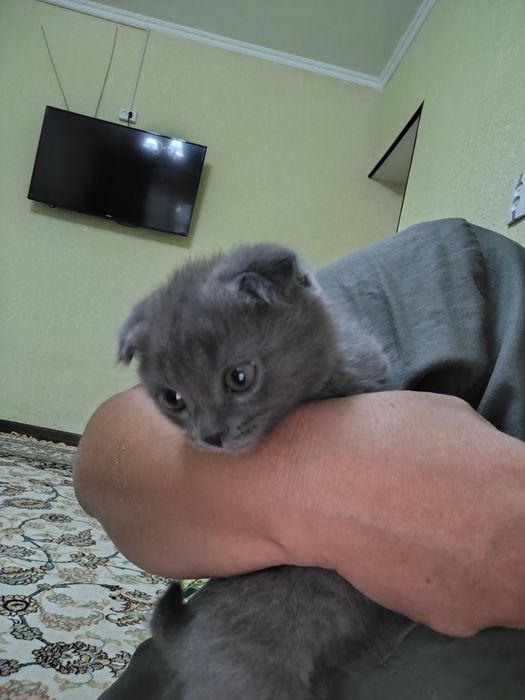 Шотландские чисто кровные котята