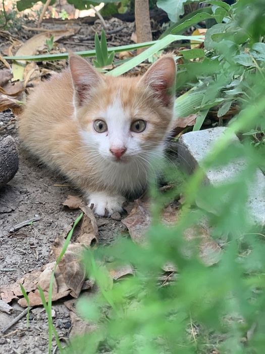 Кошечка, 7 месяцев, стерилизованная