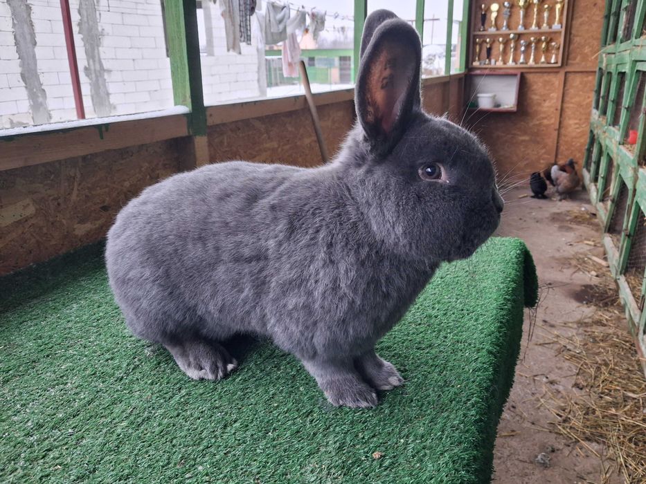 Vienez albastru mascul