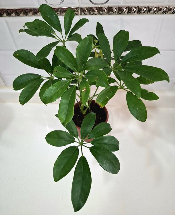 Продаются разные комнатные цветы.