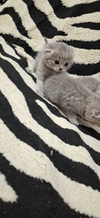 Вислоухие котята