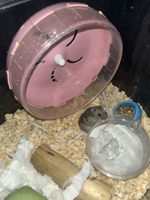 хомяк 2 месяца, со всем необходимым