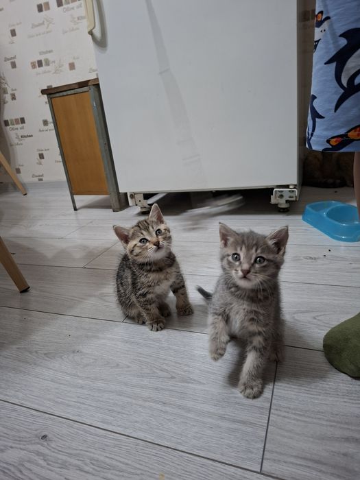Милые котята даром
