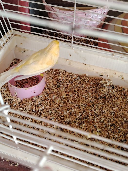 Canar mascul galben și porumbei postasi