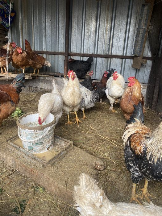 Продам куриц петухов