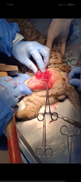 Veterinariya xizmati 24/7