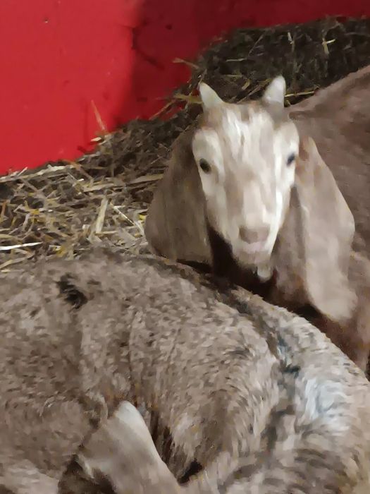 Iezi masculi de rasă anglonubian.