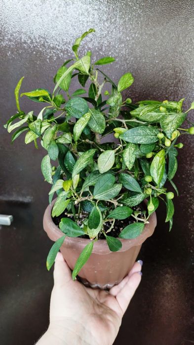 Продам  красивые фикусы
