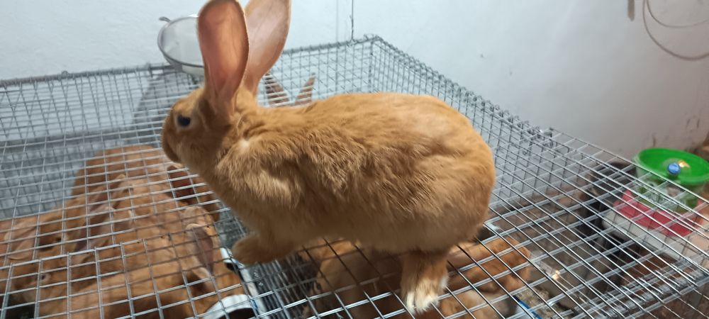 Бургундский кролик