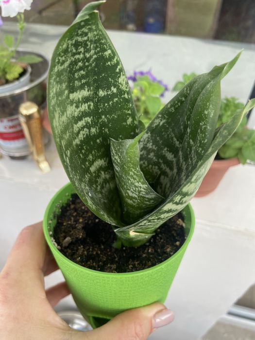 Домашние цветы разные