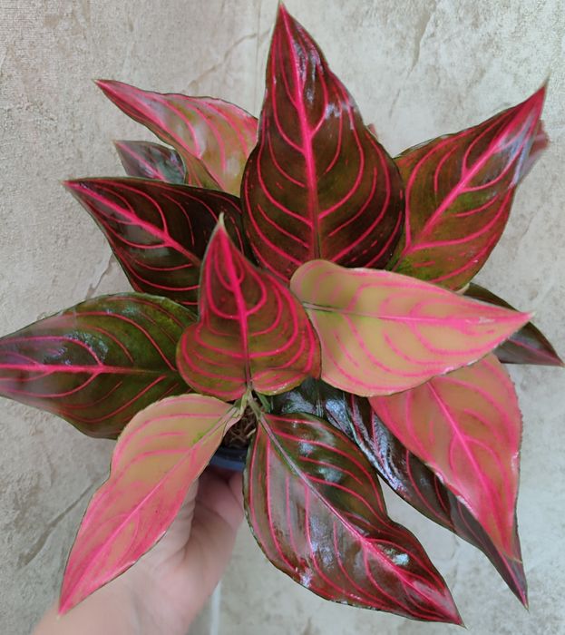 Тайские Аглаонемы