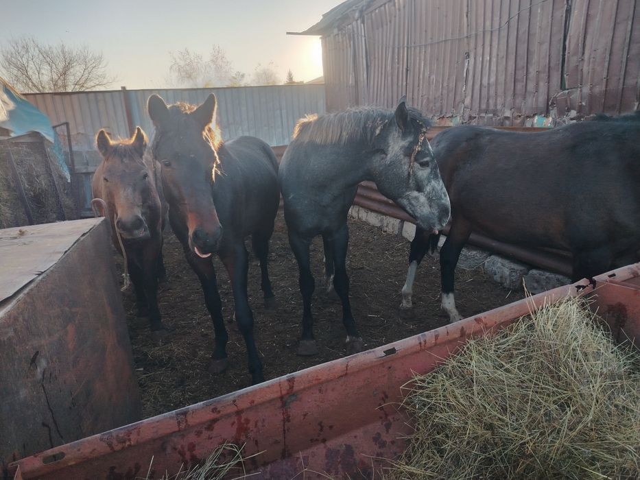 Продам тайлар, кунандар, байтал с откорма
