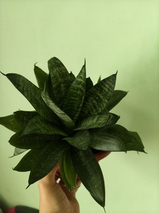 Продам    цветок