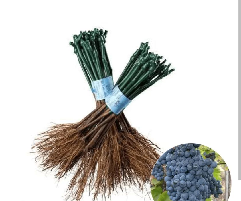 Butași vita de vie altoita și hibrid