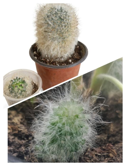 Продам бегонии разные