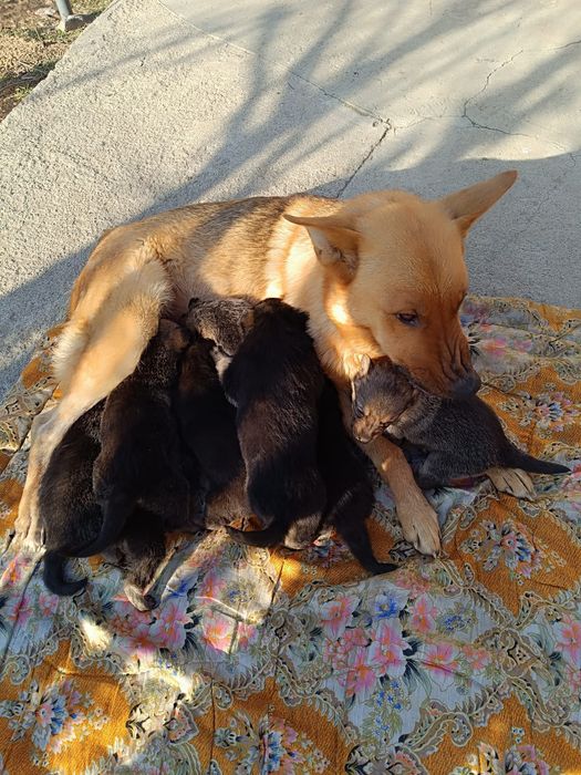 Продам щенят, полтора месяца