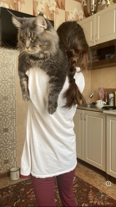 Котенок Мейнкун полидакт мальчик!