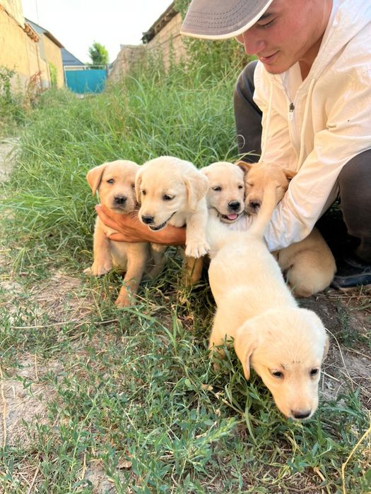 Щенки лабрадор-ретривер