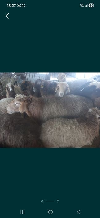 Продаю баранов на выбор