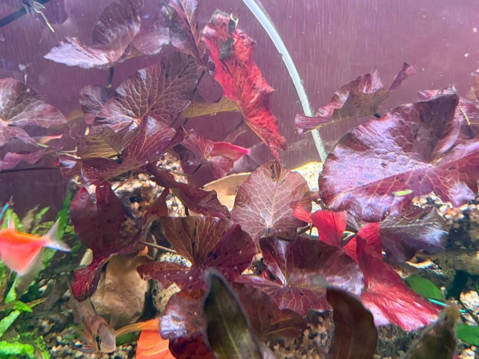 Нимфея Лотос Красная