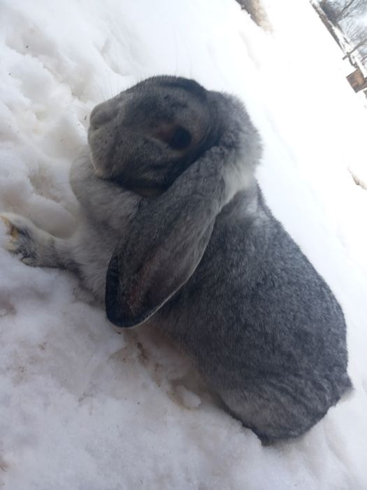 Iepure Berbec German