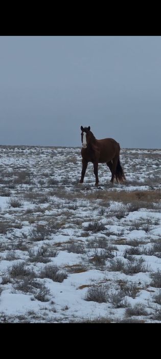 Айғыр сатылады. Кушум