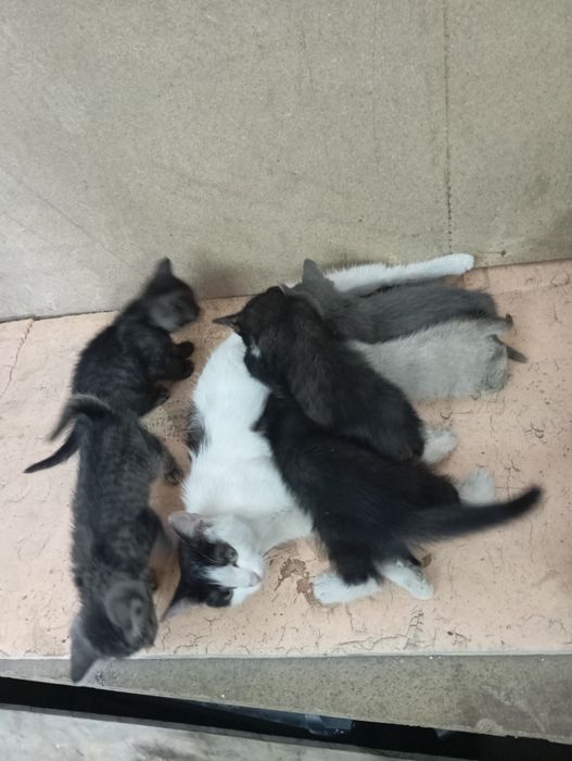 Спасите Камчатку