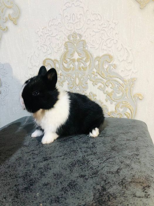 Karlikoviy quyonlar sotiladi