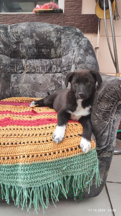 В добрые руки два щеночка девочки